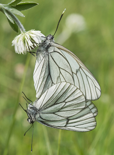 Aporia crataegi